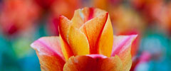 tulip